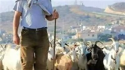 قصة راعي الغنم قال لها أريد أن أخطبك (كاملة)