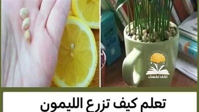 زراعة بذر الليمون