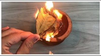 تبخير البيت بـورق الغار لهذه الأسباب.. عليكم حړق ورق الغار في المنزل!