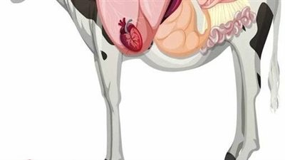 ما هي الحوايا في قول الله عز وجل “وَالْغَنَمِ حَرَّمْنَا عَلَيْهِمْ شُحُومَهُمَا إِلَّا مَا حَمَلَتْ ظُهُورُهُمَا أَوِ الْحَوَايَا ؟”