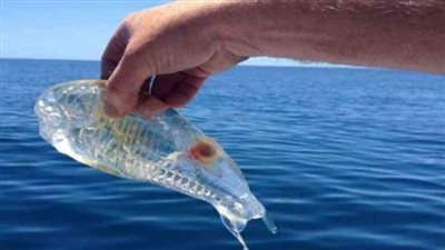 سمكة تقدر بالملايين ويرغب بها السلاطين تقع بيد صياد عربي