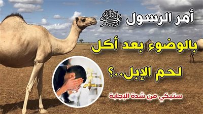 هل أكل لحوم الإبل ينقض الوضوء؟.. تعرف على رأى دار الافتاء