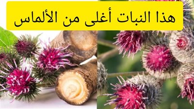 هذا النبات أغلى من الألماس إذا وجدته في مكانما ، فلا تتركه.