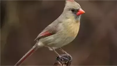 هذا الطائر الوحيد الذي لايطير يوم الجمعة