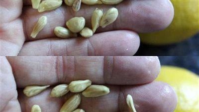كيفية زراعة الليمون في المنزل خطوة بخطوة