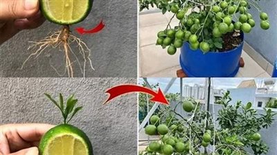زراعة بذر الليمون
