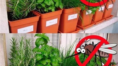 نباتات تطرد العنكبوت والحشرات من المنزل