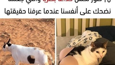 +10 صور تحمل خداعاً بصرياً والتي جعلتنا نضحك على أنفسنا عندما عرفنا حقيقتها