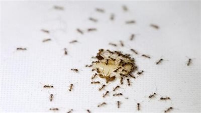 سبب وجود الحشرات