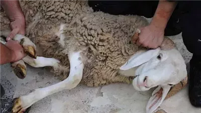 ما حكم التصوير مع الأضحية ونشر عملية الذ بح للعامة ؟ وما موعد توزيع لحوم الأضحية ؟