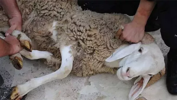موقع أيام نيوز