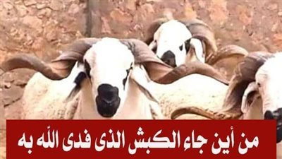 من أين جاء الكبش الذي فدى الله به سيدنا إسماعيل عليه السلام ؟