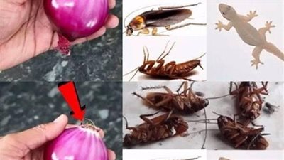 حتى لا تأتيك الصراصير من البلاعات هكذا تطردها من منزلك