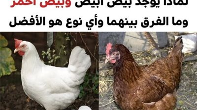 هذا هو الفرق بين البيض الأبيض والبيض البني وما هو النوع الأفضل لصحتنا