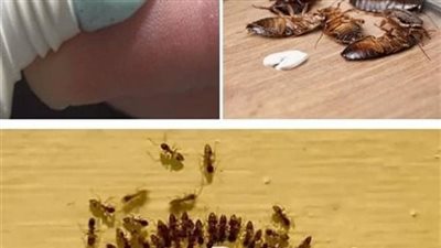 أفضل الخلطات للتخلص من النمل والصراصير والناموس نهائياً