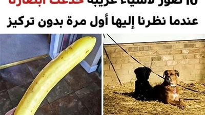 +10 صور لأشياء غريبة خدعت أبصارنا عندما نظرنا إليها أول مرة