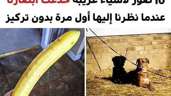 موقع أيام نيوز