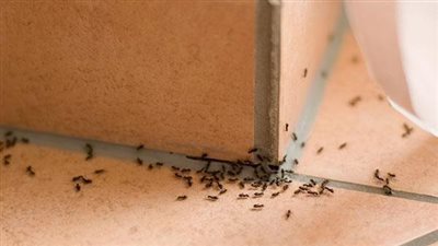 ماسبب وجود النمل في المنزل رغم نظافته