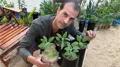 عشبة طبية يمكن زراعتها في المنزل تقود مواطن سوري لكسب آلاف الدولارات شهرياً ولاتحتاج رأس مال