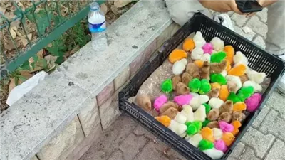 شاب سوري في تركيا يروي قصة ماحدث معه أثناء عمله ببيع فراخ الدجاج الملونة