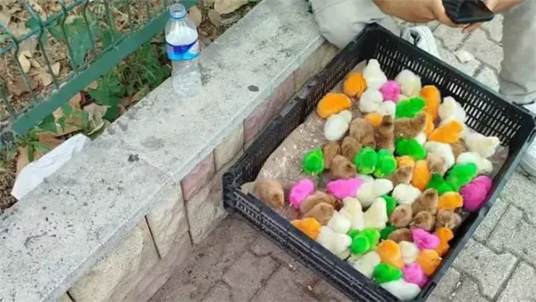 موقع أيام نيوز
