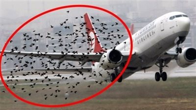 الطيور رفضت ترك الطائرة بمفردها - عند إدراك الطيار السبب انفـجر جر بالبكاء !!