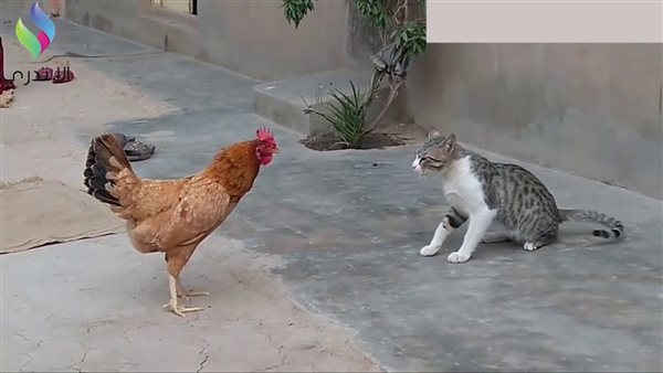 موقع أيام نيوز