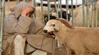 الخروف شرخبيل
