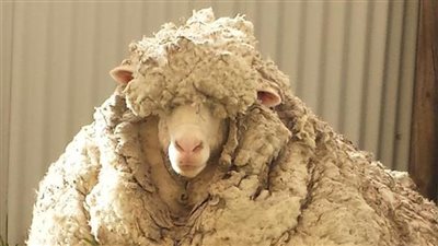 خروف هارب لخمس سنوات وعندما عاد كانت المفاجاة