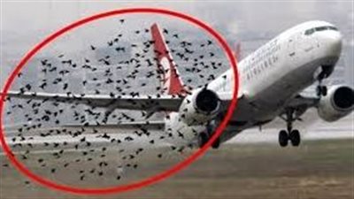 ماذا لو دخلت الطيور في محرك الطائرة !!
