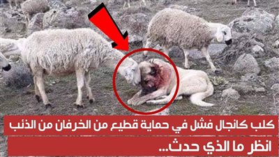 كانجال فشل في حماية قطيع من الخرفان من الذئب ما الذي حدث