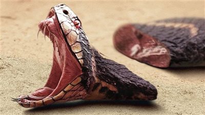 الكوبرا يمكنها أن تعيش بعد قطع رأسها .. 9 حيوانات يمتلكون قوى خارقة