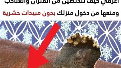 كيفية التخلص من الفئران والعناكب ومنعها من دخول منزلك بدون استخدام مبيدات حشرية