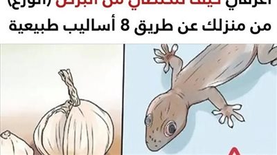 كيفية طرد البرص (الوزغ) من المنزل عن طريق 8 أساليب طبيعية بسيطة