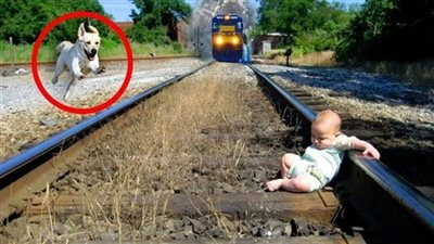 10 حيوانات أنقذت حياة أصحابها بشكل لا يصدق
