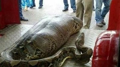 ثعبان يبتلع امرأة بالكامل في إندونيسيا