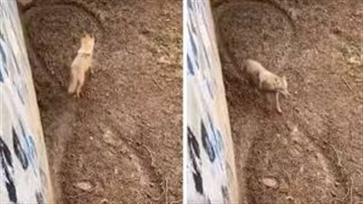 ذئب يرسم رمزا رياضيا على الأرض بخطوات مٹيرة للجدل.. فيديو