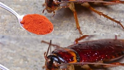 أفضل الخلطات للتخلص من النمل والصراصير والناموس نهائياً