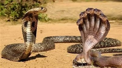 ما الفرق بين الحية والثعبان ؟