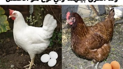هذا هو الفرق بين البيض الأبيض والبيض البني وما هو النوع الأفضل لصحتنا