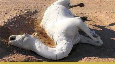 إذا رأيت جمل مېت في الصحراء لا تقترب منه أبداً خطېر جداً !!