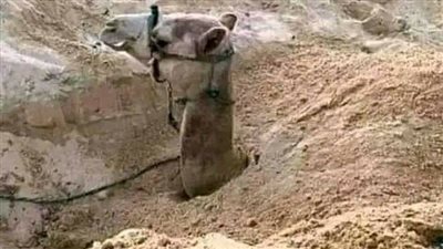 لماذا يختار الجمل الاستلقاء تحت الرمل ؟
