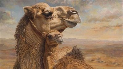 أشترى النبى صلى الله عليه وسلم قعود (جمل)