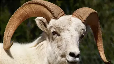 من أين جاء الكبش الذي فدى الله به إسماعيل