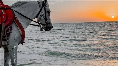 حب بدون كرامه