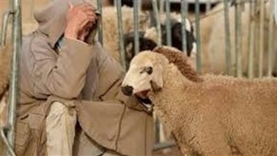 ‏طلب مني زوجي أن أذهب معه لشراء خروف العيد بحكم خبرتي كطبيبة بيطرية