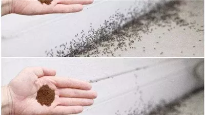  أحدث الطرق للتخلص من النمل في المنزل