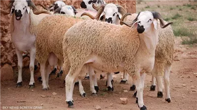 خروف العيد
