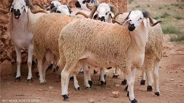 موقع أيام نيوز