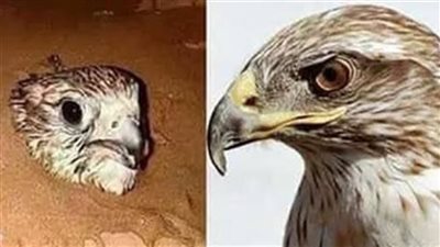 لماذا يدفن الصيادون الصقر في التراب فور اصطياده؟ ..إليك السر
